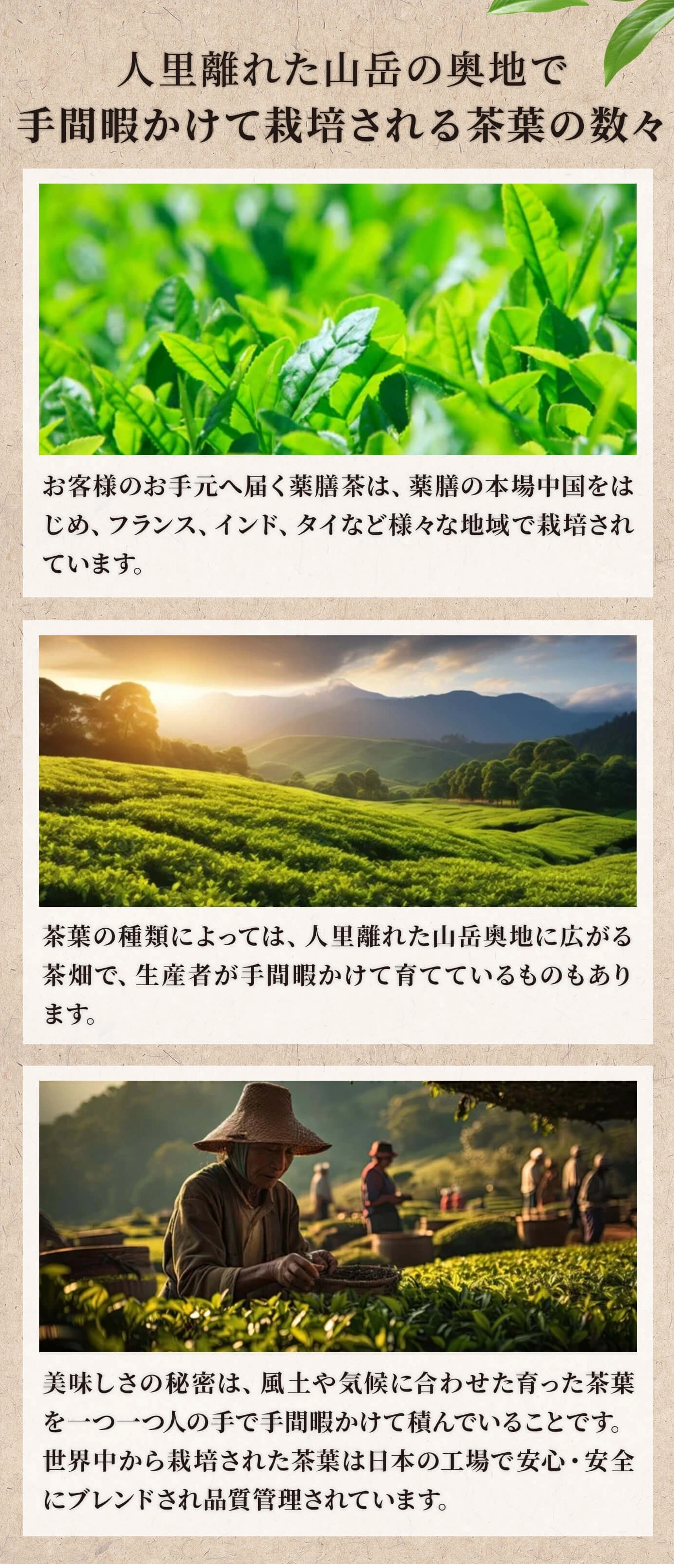 茶葉の栽培について